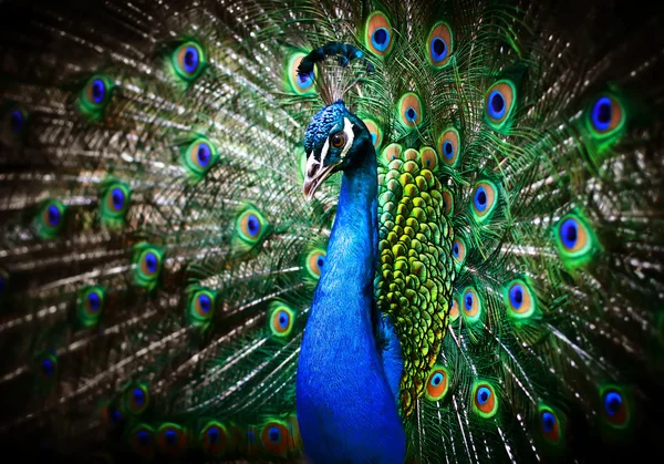 Peacock with colorful feathers displayed