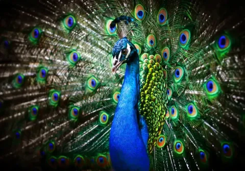 Peacock with colorful feathers displayed