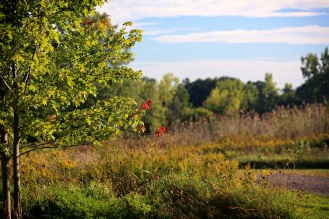 The Preserve at All Saints, Waterford, MI, Courtesy of Mike Scott