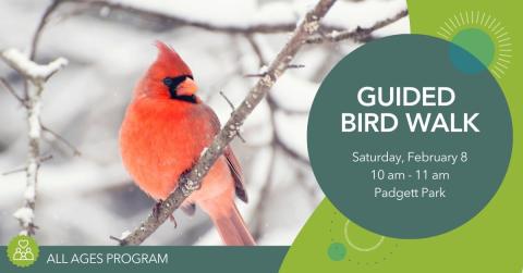 Photo of a cardinal in the winter