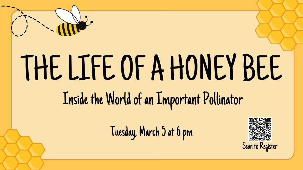 The Life of a Honey Be