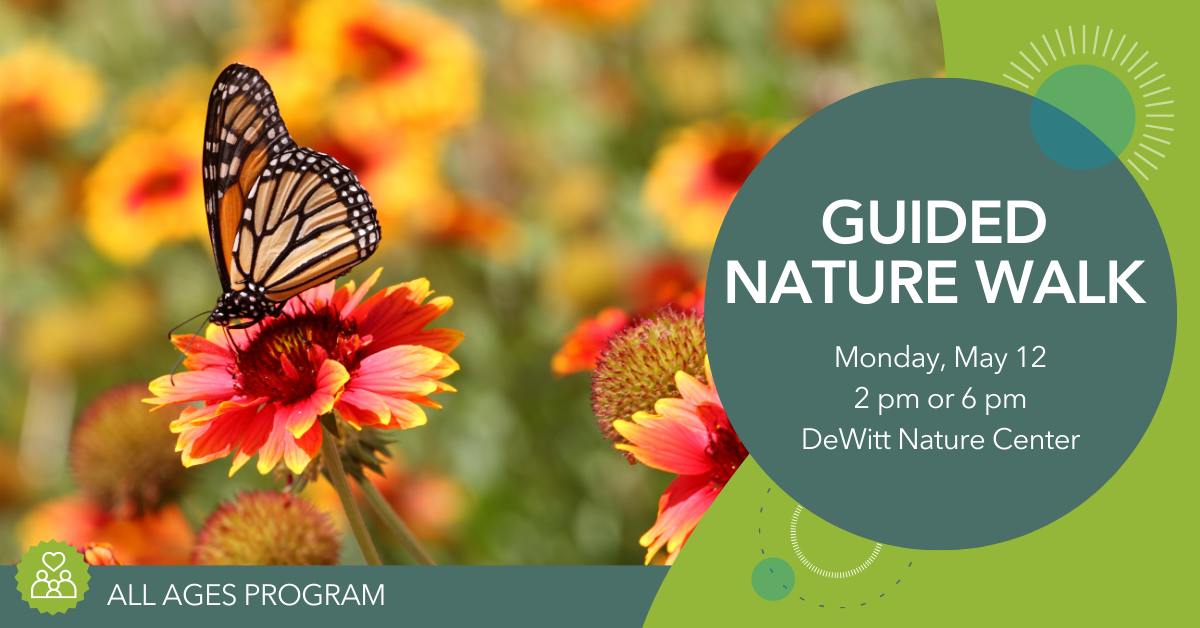 Photo of a butterfly resting on a flower